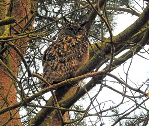 Eagle Owl