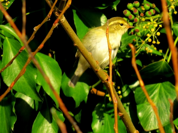 Yellow-browed Warbler