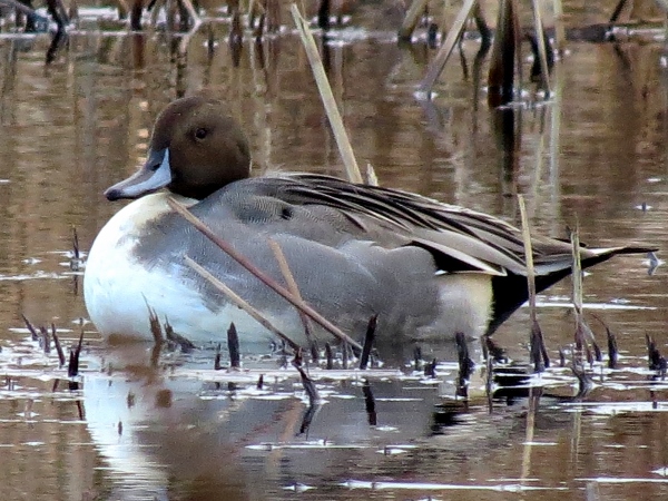 Pintail