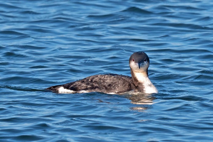 Black-throated Diver