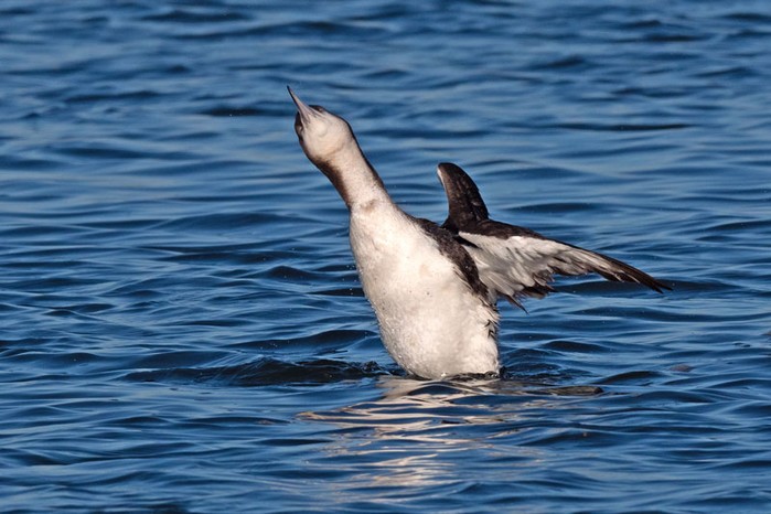 Black-throated Diver