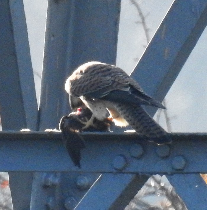 Kestrel