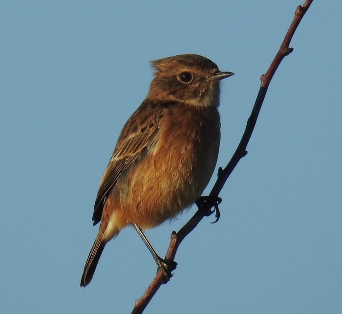 Stonechat
