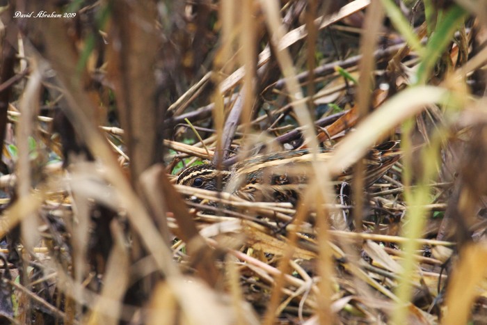Jack Snipe