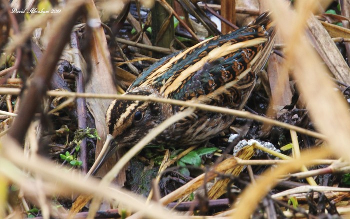 Jack Snipe