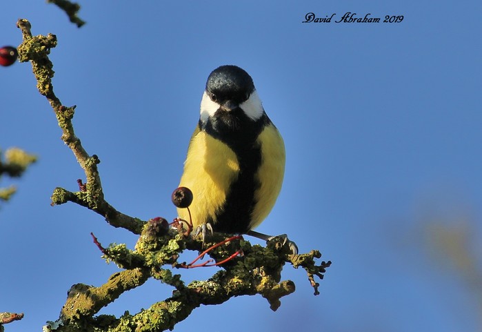 Great Tit