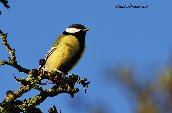 Great Tit