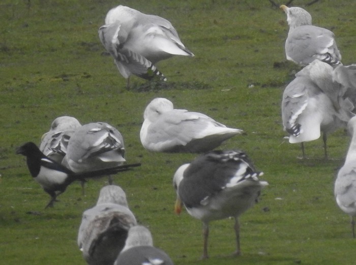Iceland Gull
