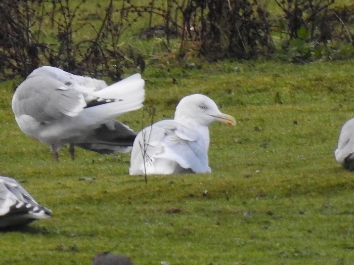 Iceland Gull