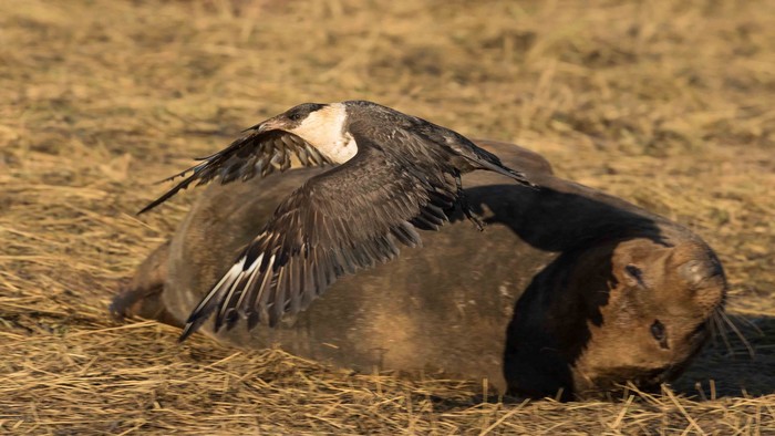 Pomarine Skua