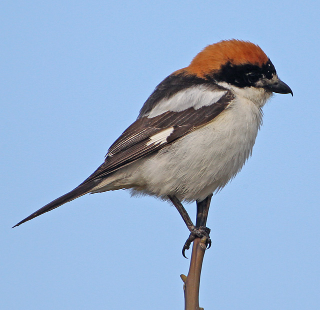 Woodchat Shrike