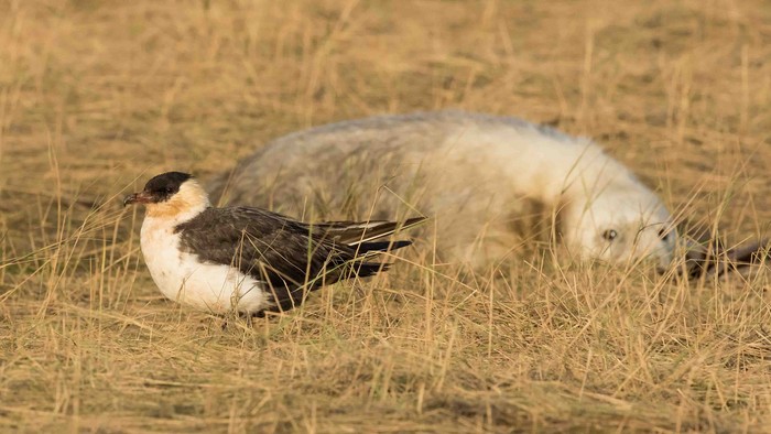 Pomarine Skua