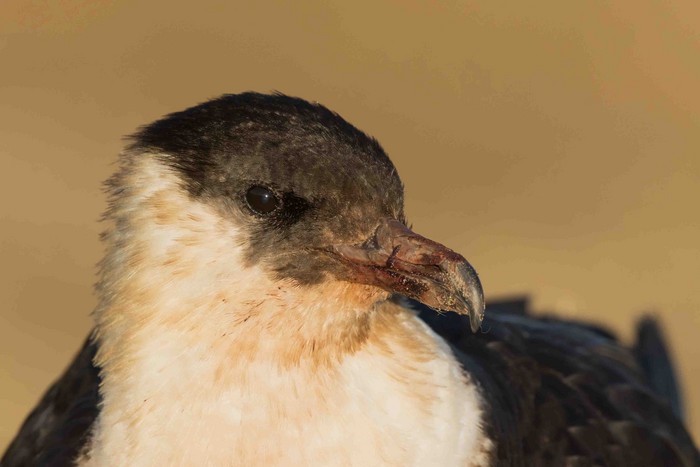 Pomarine Skua