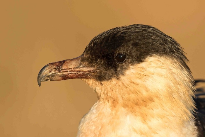 Pomarine Skua