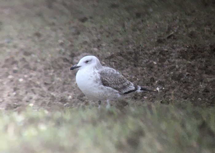 Caspian Gull
