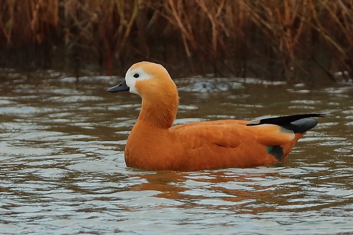 Ruddy Shelduck