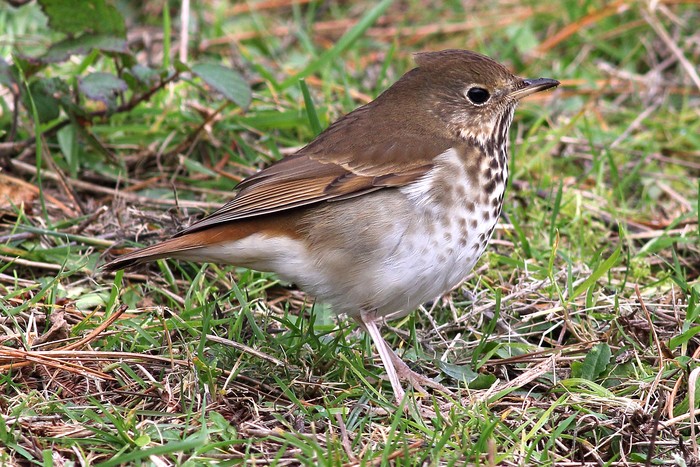 Hermit Thrush