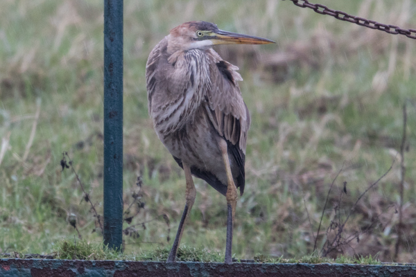 Purple Heron