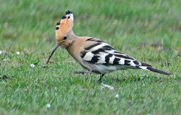 Hoopoe