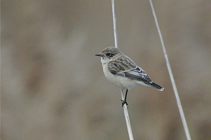 Siberian Stonechat