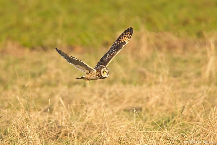 Short-eared Owl