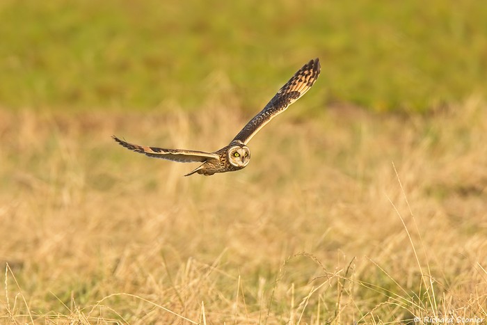 Short-eared Owl