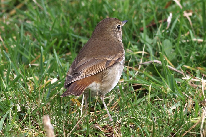 Hermit Thrush