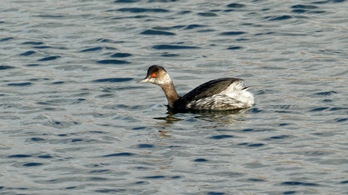 Black-necked Grebe