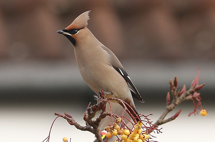 Waxwing