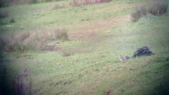 Water Pipit