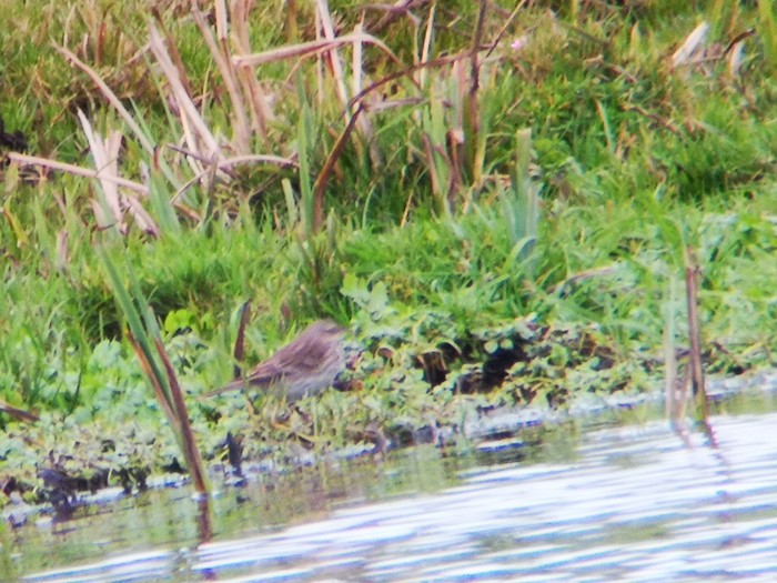Water Pipit