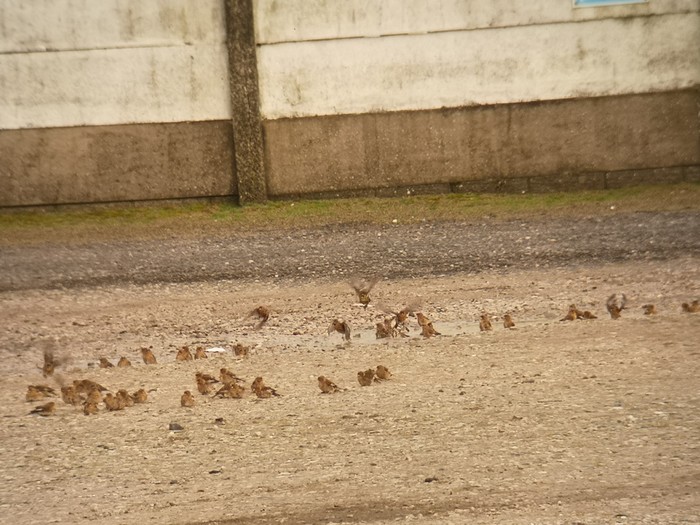Twite