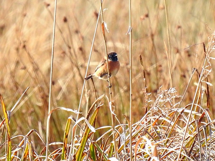 Stonechat