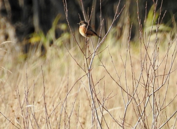 Stonechat