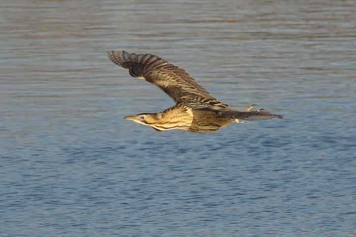 Bittern