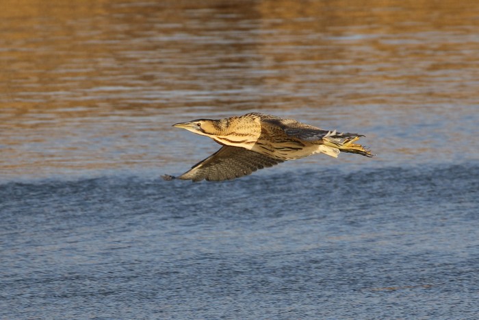 Bittern