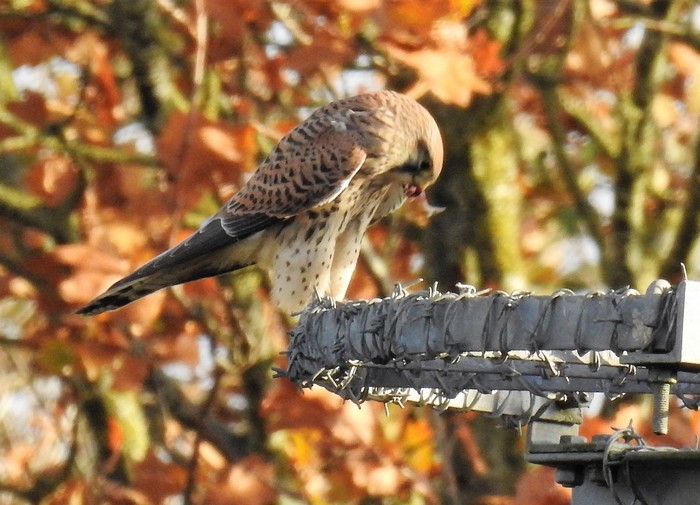 kestrel