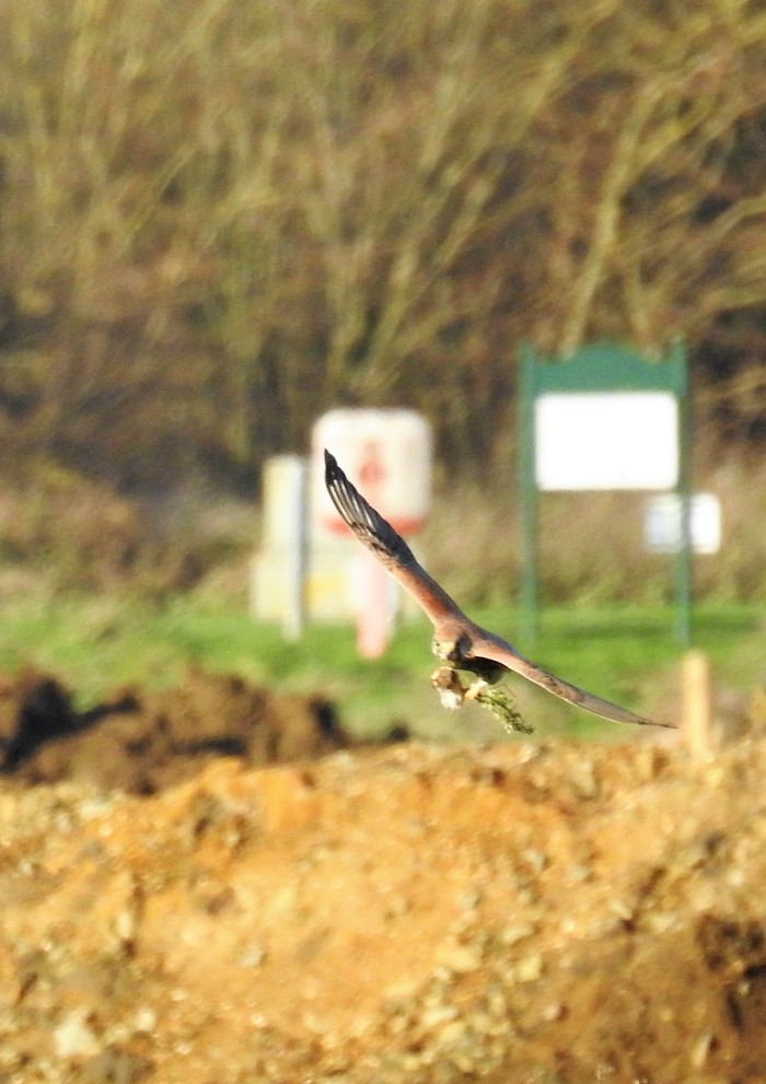 Kestrel