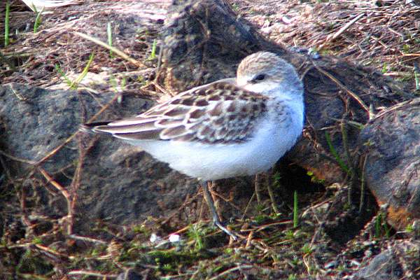 Semipalmated Sandpiper