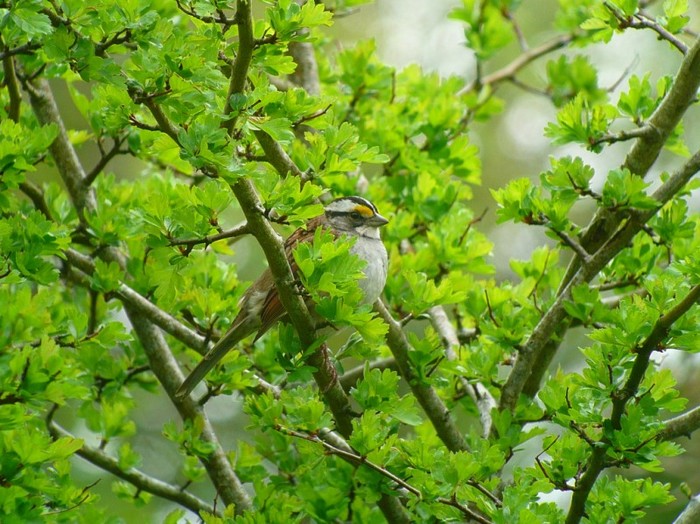 White-throated Sparrow