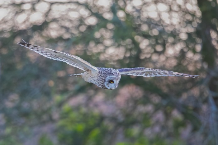 Short-eared Owl