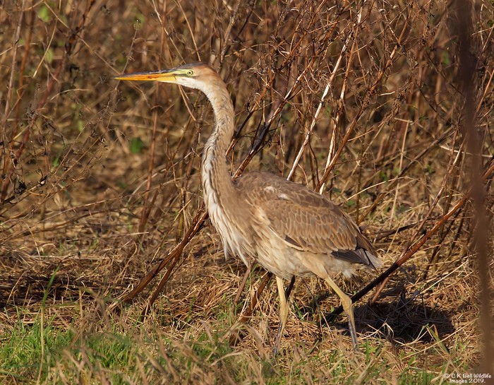 Purple Heron
