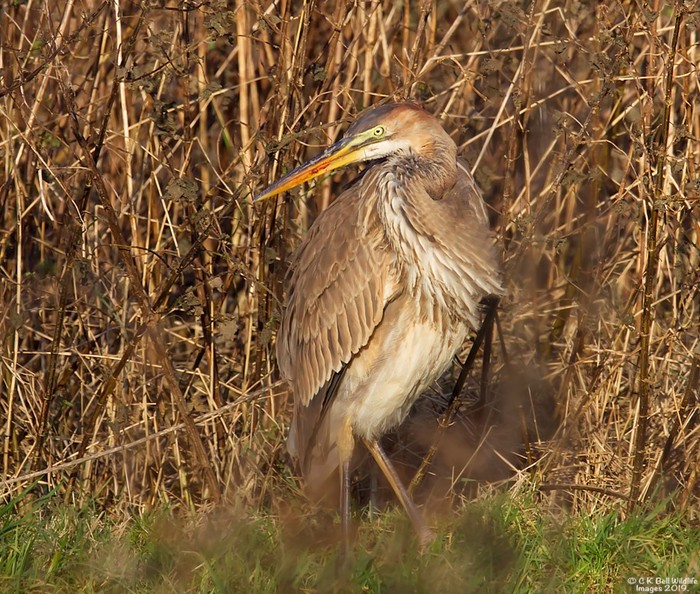 Purple Heron