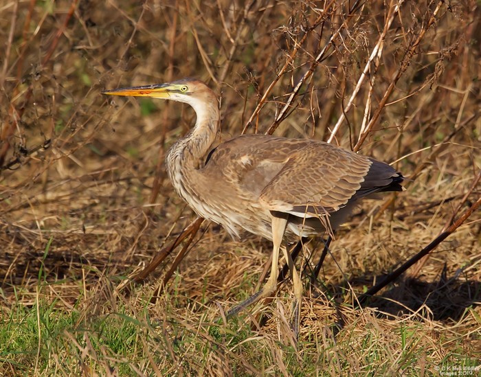 Purple Heron