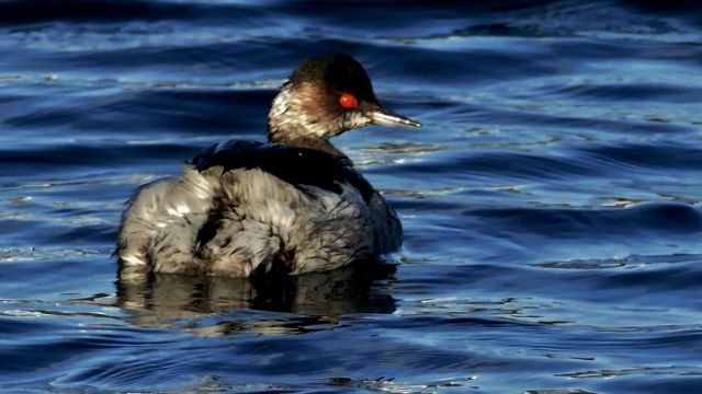 Black-necked Grebe