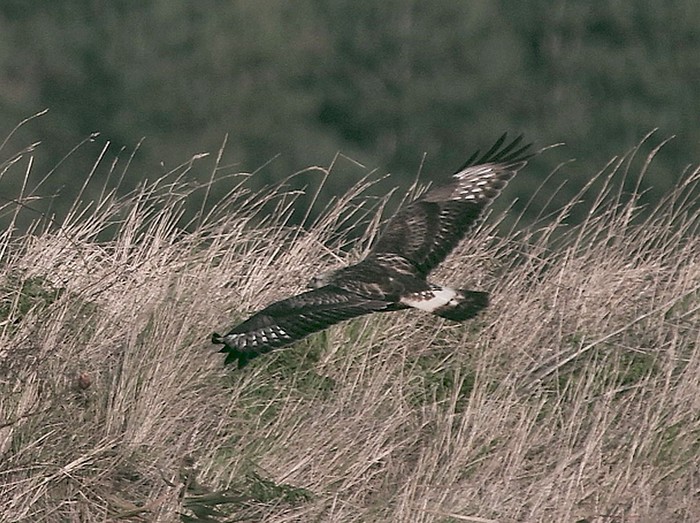 Rough-legged Buzzard