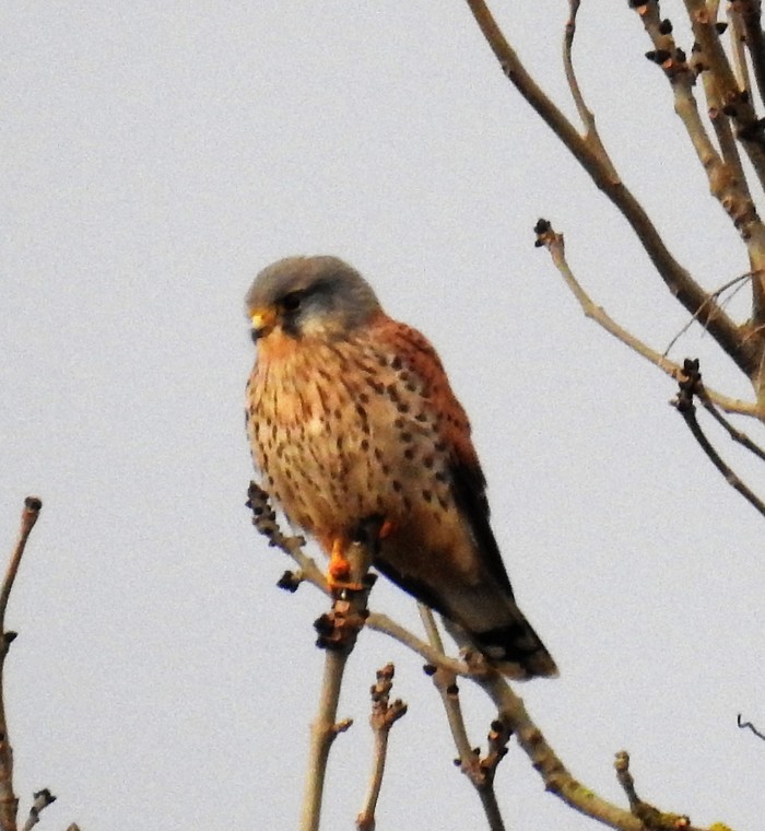 Kestrel