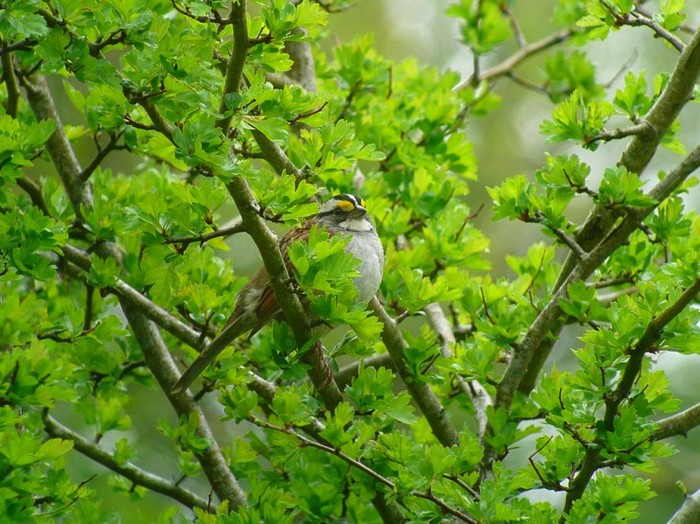 White-throated Sparrow