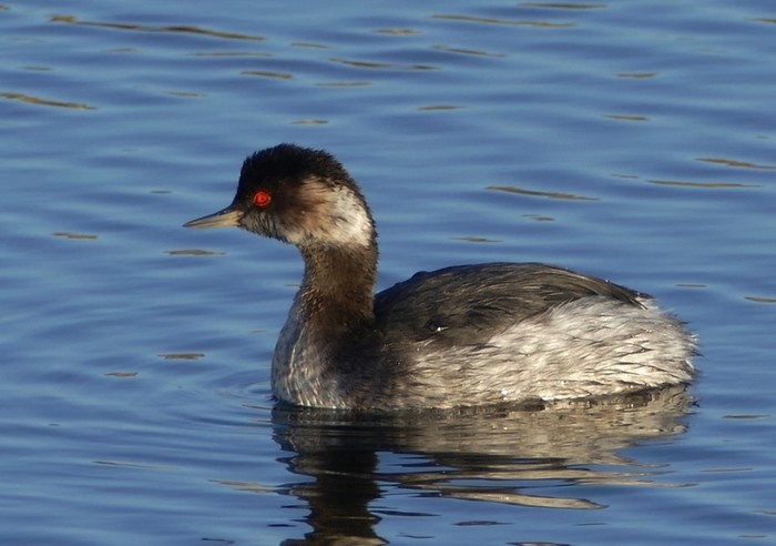Black-necked Grebe
