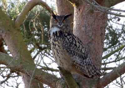Eagle owl 